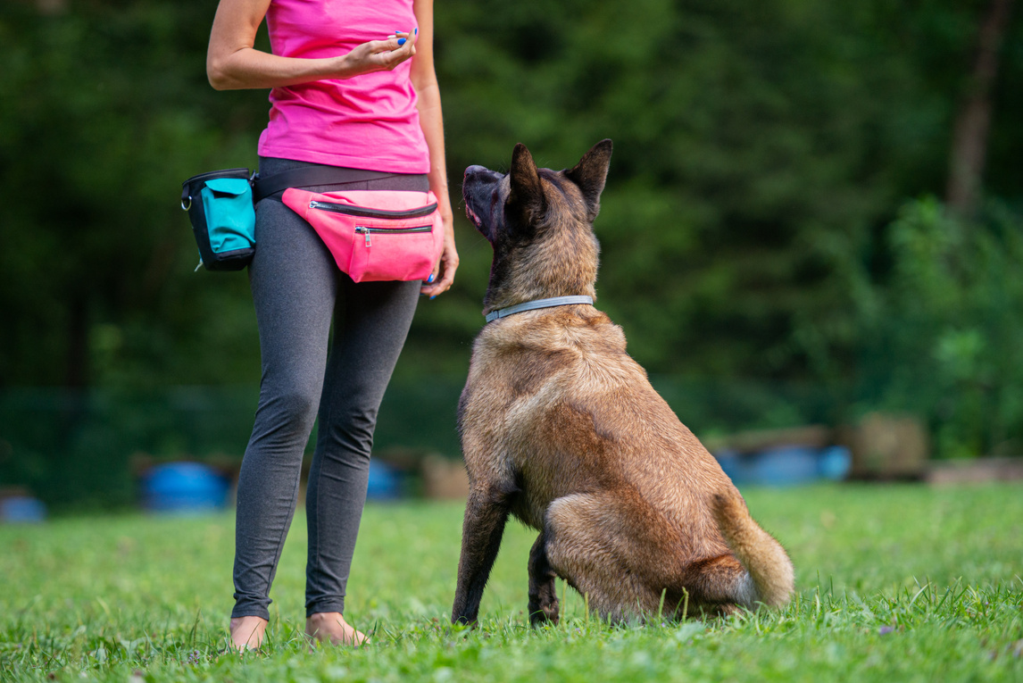 Dog Trainer with Belgian Malinois