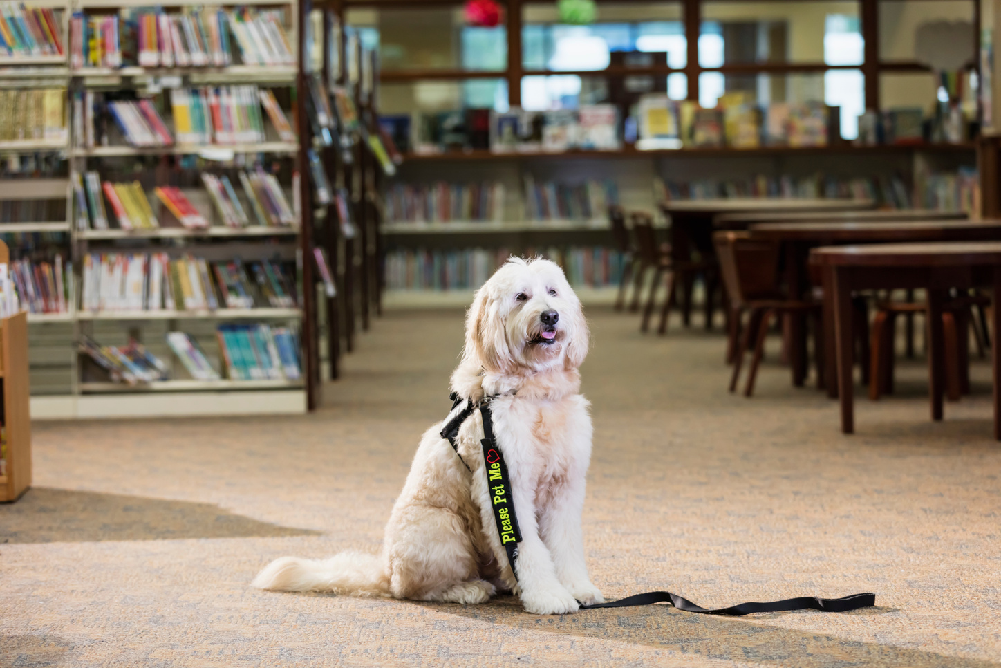 Therapy dog sitting in public library