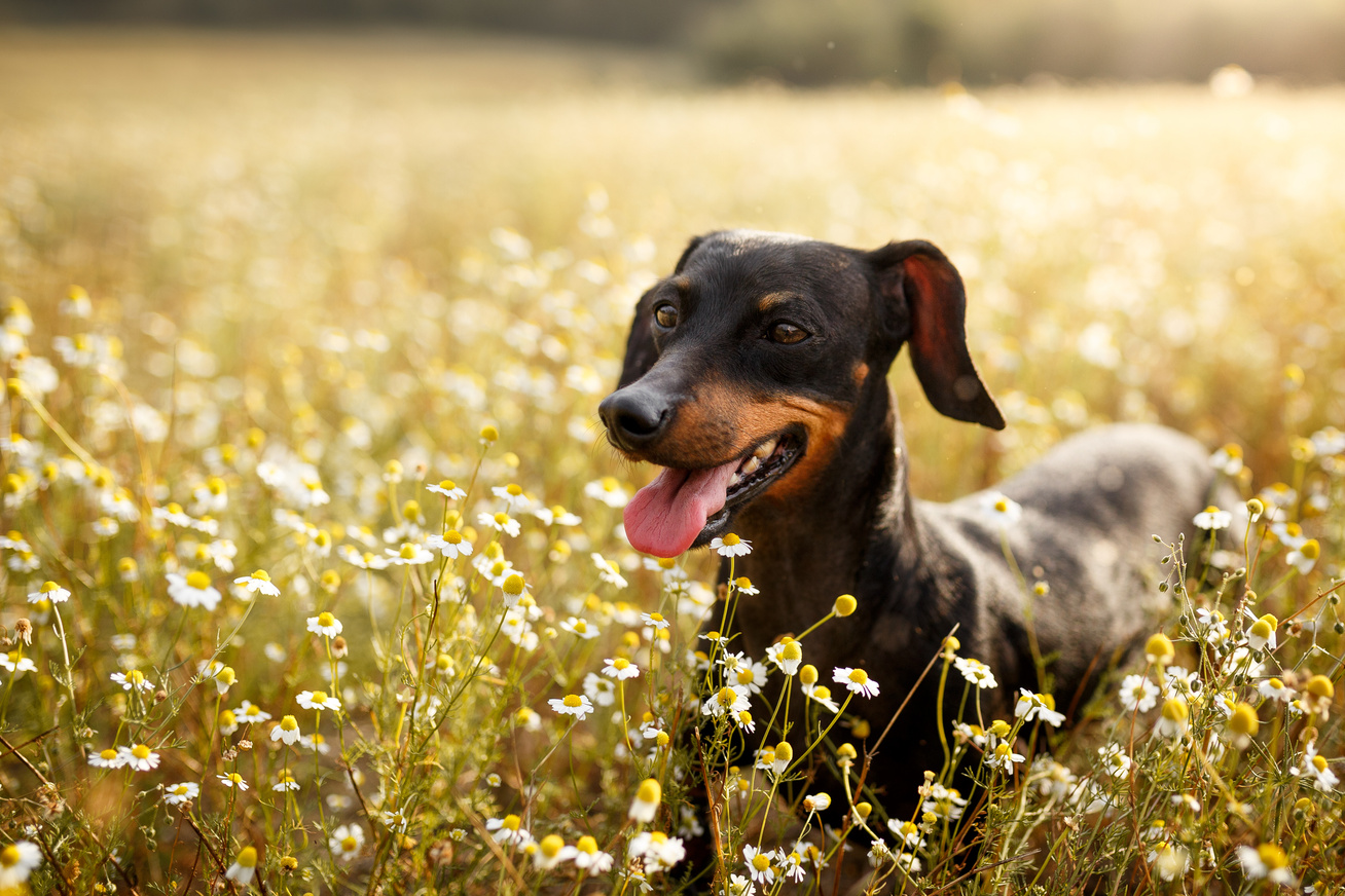 Happy dog in a chamomile field